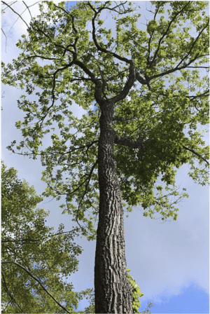 Chestnut Oak (Quercus montana)- NEW! - Image 2